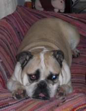 Wilf on his couch in Hayle.